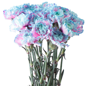 Blue Carnations