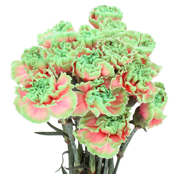 Green Carnation