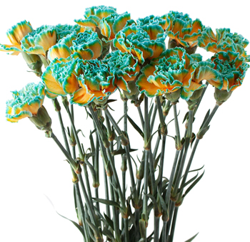 Green Carnation