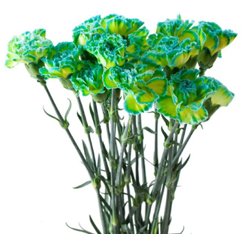 Green Carnations