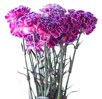 Purple Carnations