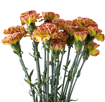 Green Carnations