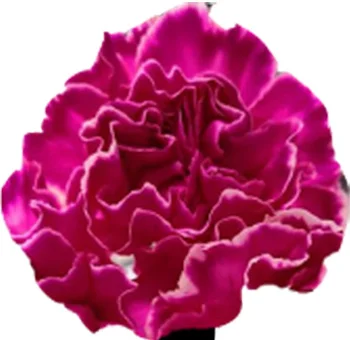 Hot pink dyed carnations bring vibrant, cheerful elegance to weddings and special events.