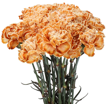 Brown Carnations