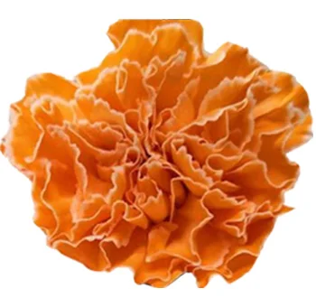 Dyed orange carnations arranged elegantly, perfect for weddings and special events.