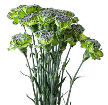 Green Carnation