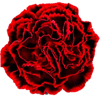 Striking red flamenco dyed carnations add bold charm and elegance to any wedding.