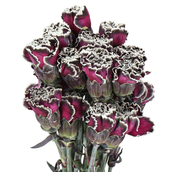 Roulette dyed carnations in multicolor blend, perfect for artistic weddings, events, or statement bouquets.