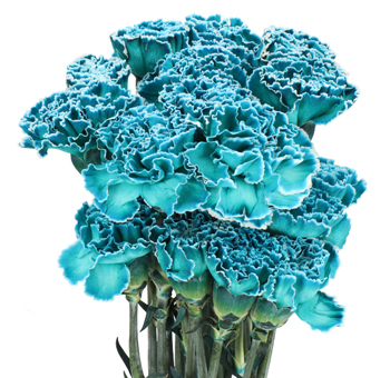 Tiffany dyed carnations with elegant pastel tones, ideal for weddings, sweet events, or premium floral designs.