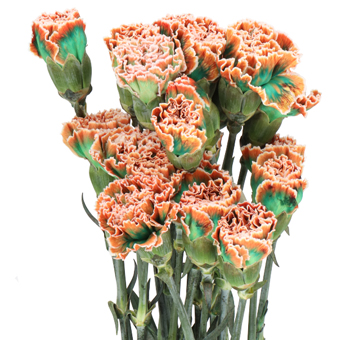 Tropicana dyed carnations with bright tropical hues, crafted for bold weddings, beach events, or floral displays.