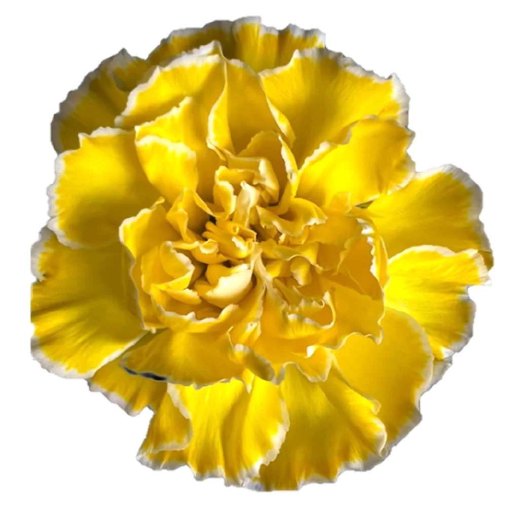 Bright yellow dyed carnation with rich saturated color, fresh cut bulk flower perfect for cheerful celebrations, summer themes, and bold design accents.