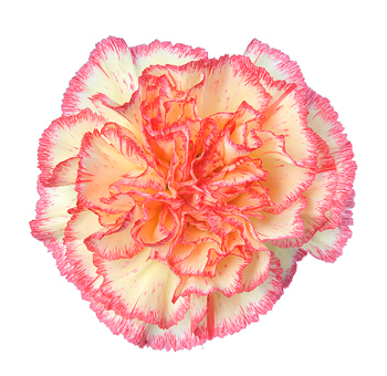 Yellow Carnation Flower Bicolor