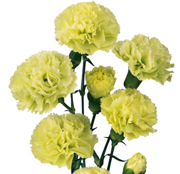 Fresh green mini carnations, perfect for unique floral arrangements at weddings, parties, and special events, adding a modern twist to traditional bouquets.