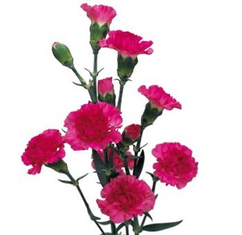 Bright hot pink mini carnations with multiple blooms per stem, ideal for adding bold color to floral arrangements for weddings, events, or vibrant bouquets.