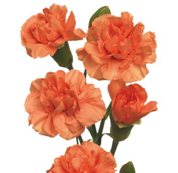 Vibrant orange mini carnations with multiple blooms per stem, perfect for adding warmth and energy to floral arrangements for weddings, fall events, or bouquets.