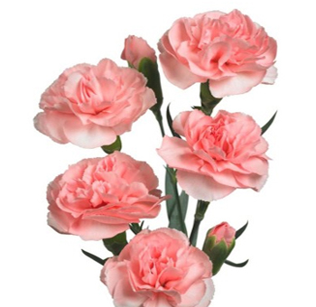 Soft pink mini carnations with multiple delicate blooms per stem, perfect for adding a touch of elegance and color to floral arrangements for weddings, events, or bouquets.