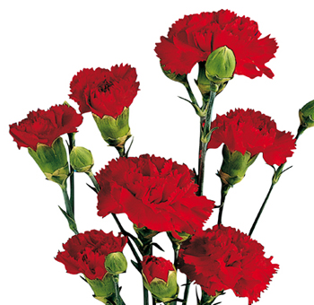 Bright red mini carnations with multiple blooms per stem, perfect for adding vibrant color to floral arrangements for weddings, events, or bouquets.