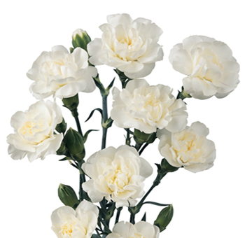 Elegant white mini carnations with multiple blooms per stem, perfect for adding classic beauty to floral arrangements for weddings, events, or bouquets.