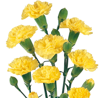 Vibrant yellow mini carnations, ideal for brightening up floral arrangements for weddings, events, and celebrations, offering a cheerful pop of color.