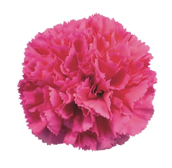 Bold hot pink carnation flower, ideal for vibrant floral arrangements and event centerpieces.