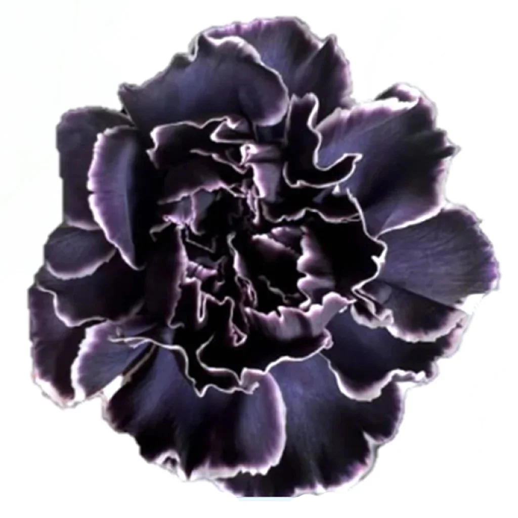 Black tinted carnation with deep jet-black petals, fresh cut premium bulk flower for dramatic weddings and modern event styling.
