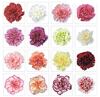 Assorted carnation flowers in a variety of vibrant colors, ideal for mixed floral arrangements and event décor.