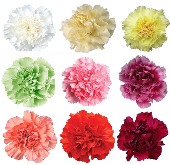 Assorted Carnation Flowers