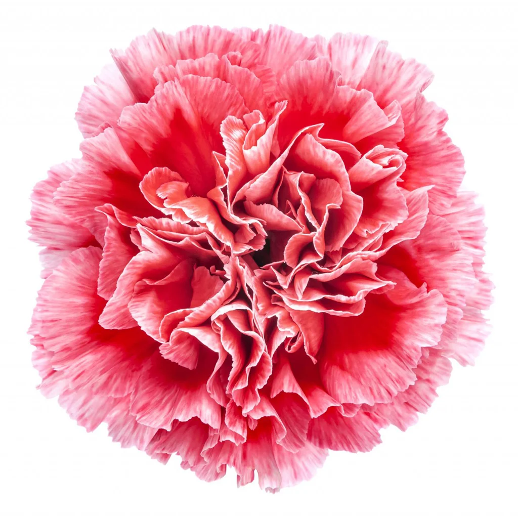 White carnation with red bicolor Cheerio pattern, fresh cut bulk flower featuring crisp white edges and bold red center for high-impact floral designs.