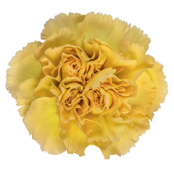 Wholesale Carnations