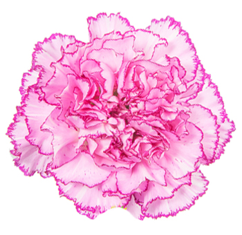 Carnation