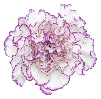 Bulk Carnations