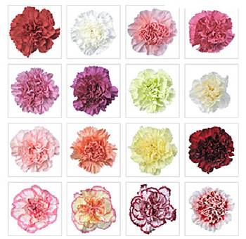 A premium assortment of carnations in various colors, including shades of red, pink, purple, white, yellow, and bi-colored patterns, offering a wide selection for floral arrangements.