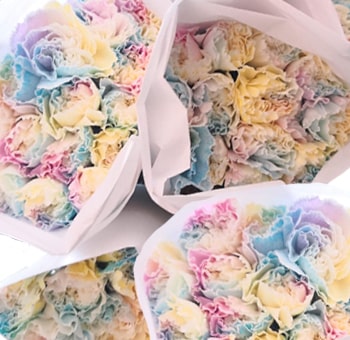 Carnations Spring Flowers
