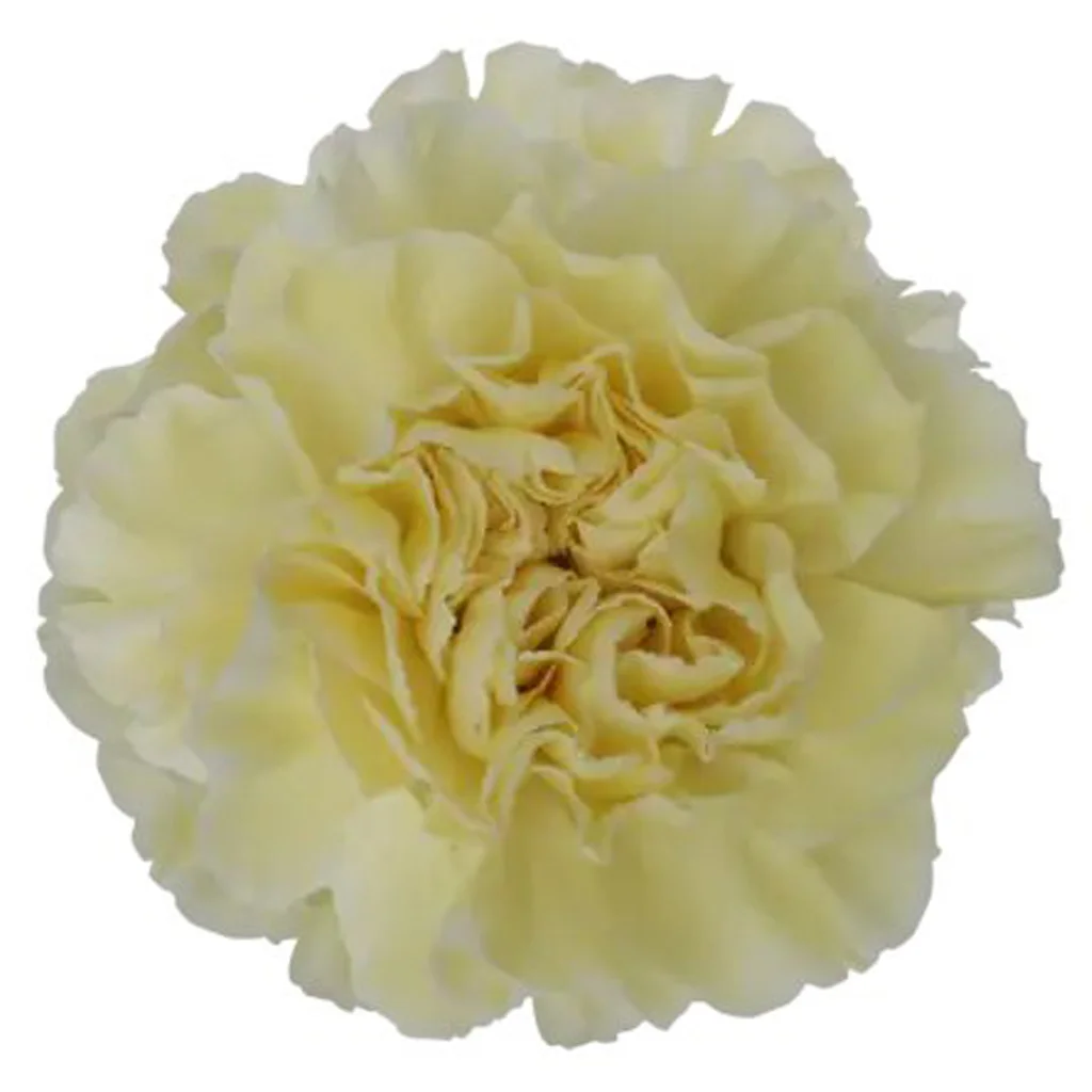Premium cream carnation with smooth ivory petals, fresh cut bulk flower perfect for timeless weddings, upscale décor, and neutral-toned floral compositions.
