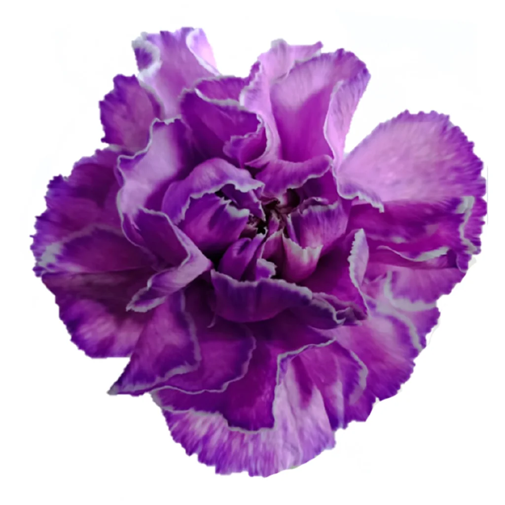 Deep dark pink dyed carnation with intense saturated color, fresh cut bulk flower ideal for bold wedding palettes, luxe party décor, and statement floral accents.