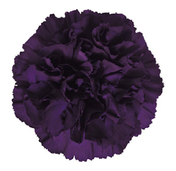 Moonvista Carnations
