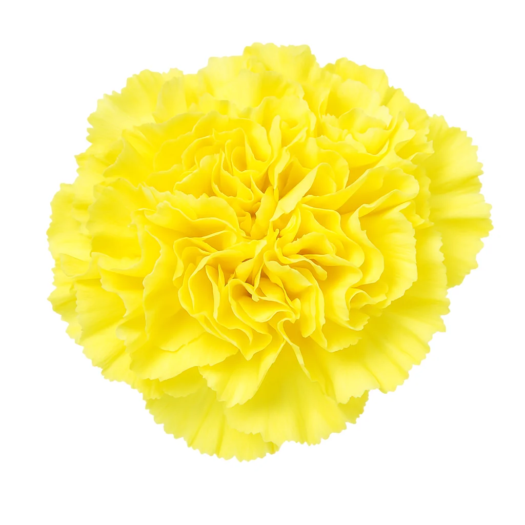 Fancy Yellow Carnations arranged in a bright bouquet—perfect for events and cheerful floral gifts.