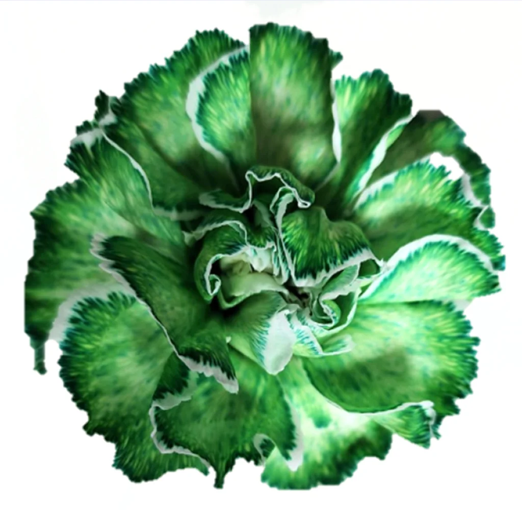 Vibrant green dyed carnation with bold, fully colored petals, fresh cut bulk flower for modern events, tropical themes, and high-impact floral styling.