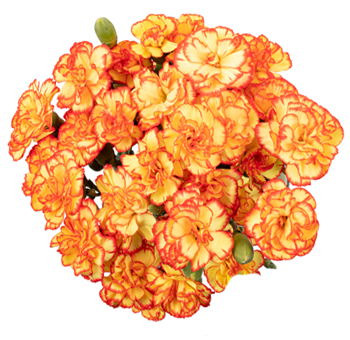 Carnations For Sale