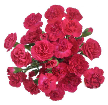 Wholesale Carnations