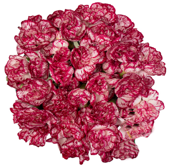 Bulk Carnations