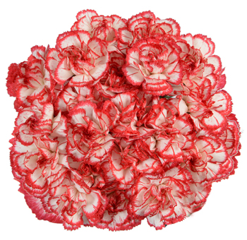Bulk Carnations