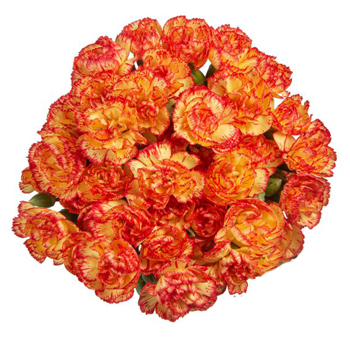 Wholesale Carnations
