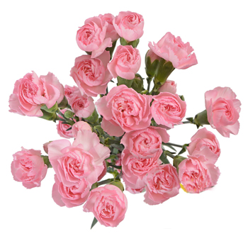 Carnations For Sale