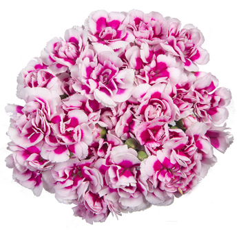 Carnations For Sale