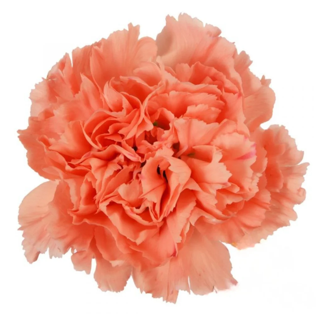 Bulk Orange Carnations with rich tangerine petals, fresh-cut and perfect for wedding florals and fall centerpieces.