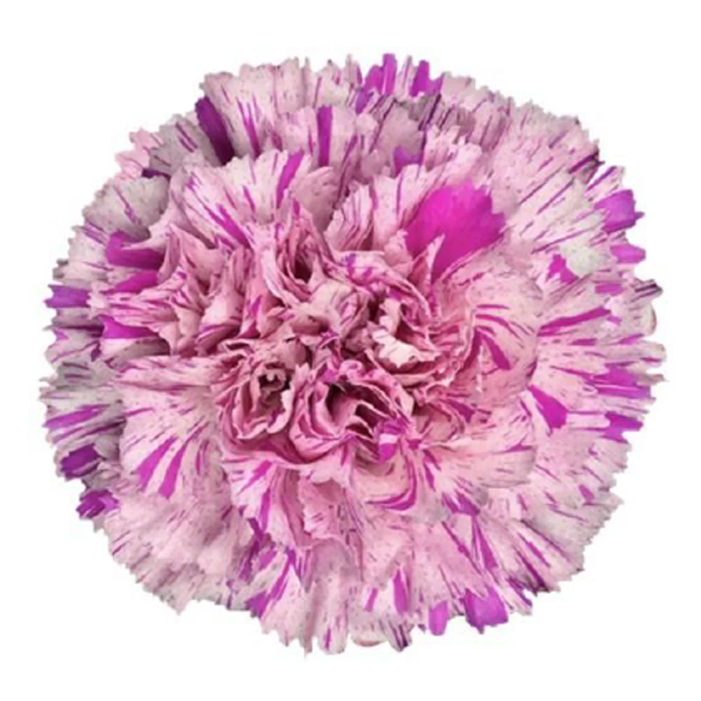 Pink Bicolor Carnation Flower - Jubilee