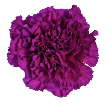 Fresh Purple Carnation bloom with lush, ruffled petals in a rich violet tone—ideal for weddings, floral tributes, and elegant custom bouquets.