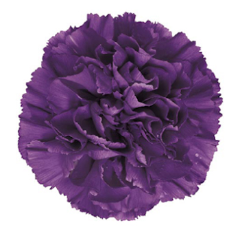 Moonvista Carnations Series