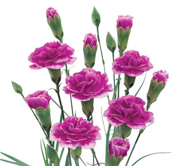Rich purple mini carnations of the Tesino variety, featuring multiple blooms per stem, perfect for enhancing floral arrangements for weddings, events, or decorative bouquets.